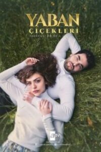 Полевые цветы